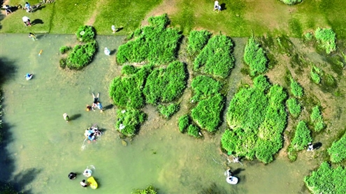 夏日河流中,蜿蜒水道布满绿植,宛如一幅生动画卷